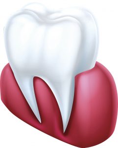 anatomy of a tooth 